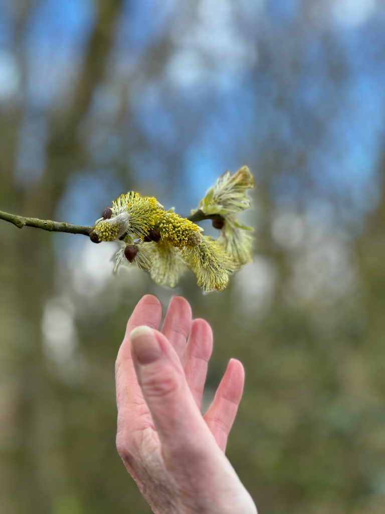 hand reacing up to touch catkin on a tree
